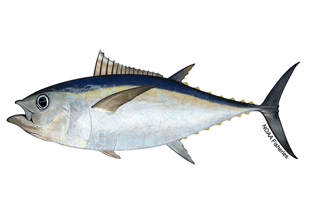 Big-Eye Tuna (Thunnus obesus) — species illustration courtesy of NOAA Fisheries