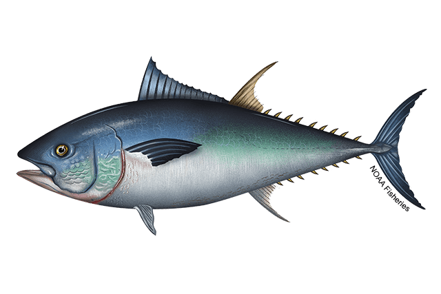 Bluefin Tuna (Thunnus thynnus) — species illustration courtesy of NOAA Fisheries