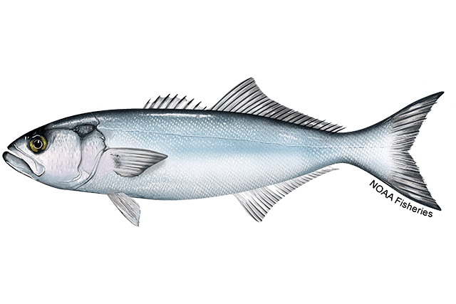 Bluefish (Pomatomus saltatrix) — species illustration courtesy of NOAA Fisheries