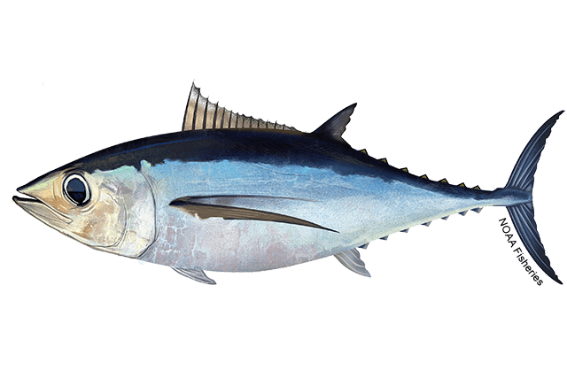 Longfin Tuna (Albacore) (Thunnus alalunga) — species illustration courtesy of NOAA Fisheries