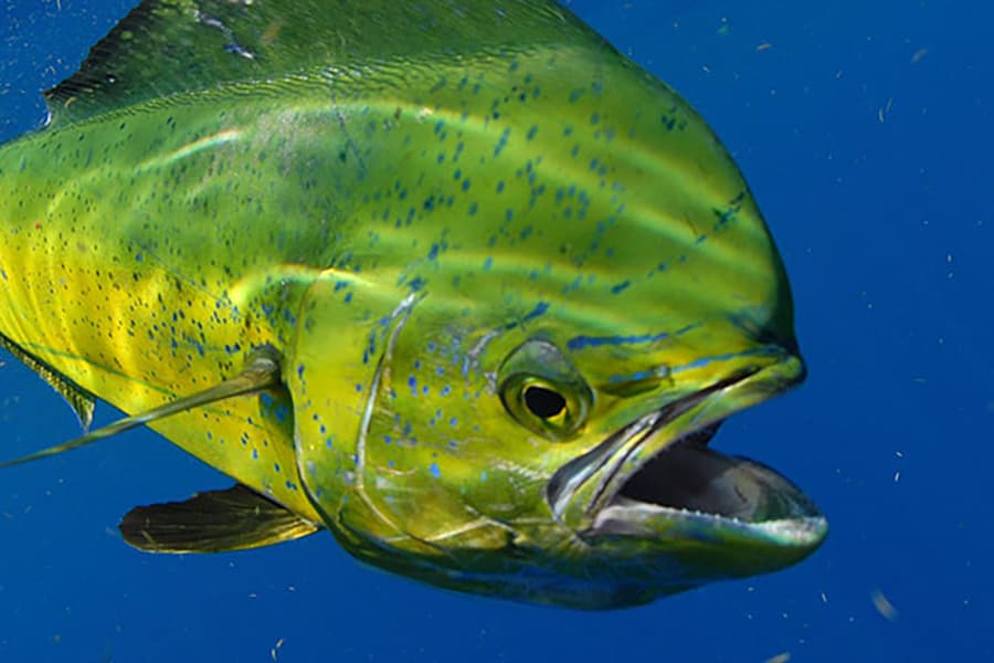 Mahi (Dolphinfish) (Coryphaena hippurus) — species illustration courtesy of NOAA Fisheries