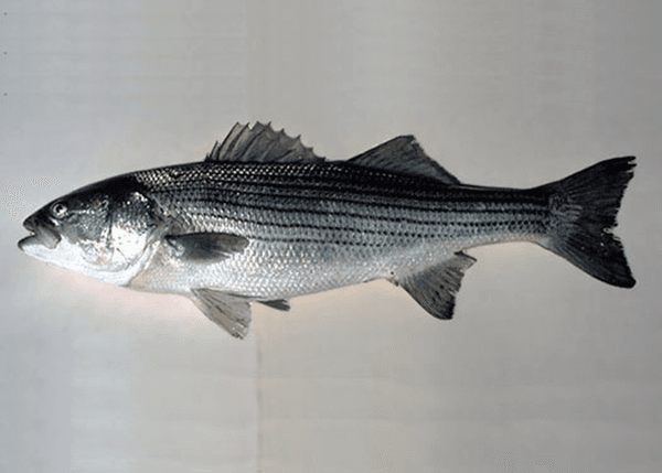 Striped Bass (Morone saxatilis) — species illustration courtesy of NOAA Fisheries