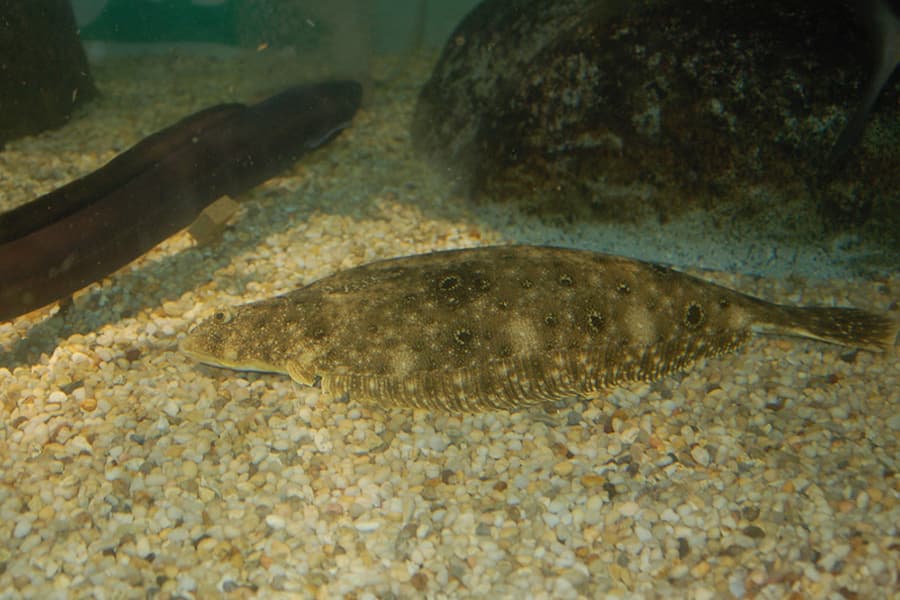 Summer Flounder (Fluke) (Paralichthys dentatus) — species illustration courtesy of NOAA Fisheries