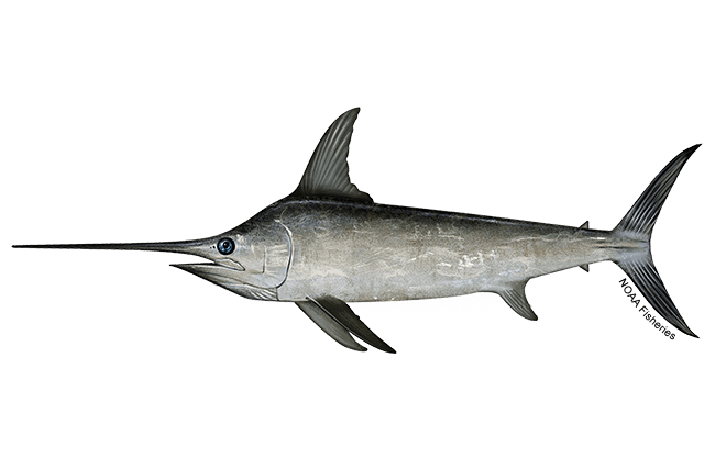 Swordfish (Xiphias gladius) — species illustration courtesy of NOAA Fisheries