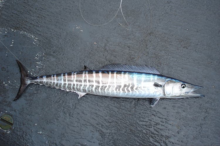 Wahoo (Acanthocybium solandri) — species illustration courtesy of NOAA Fisheries