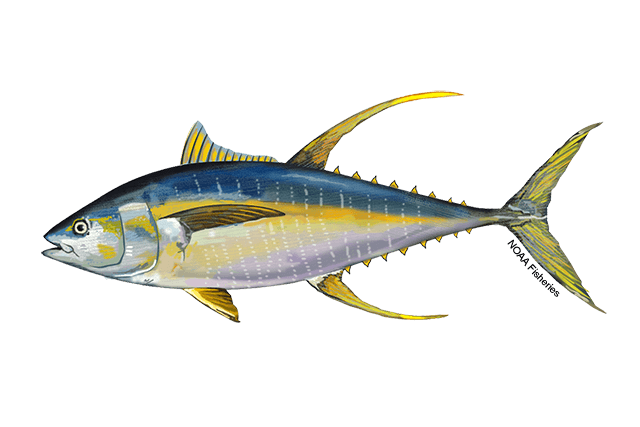 Yellowfin Tuna (Thunnus albacares) — species illustration courtesy of NOAA Fisheries